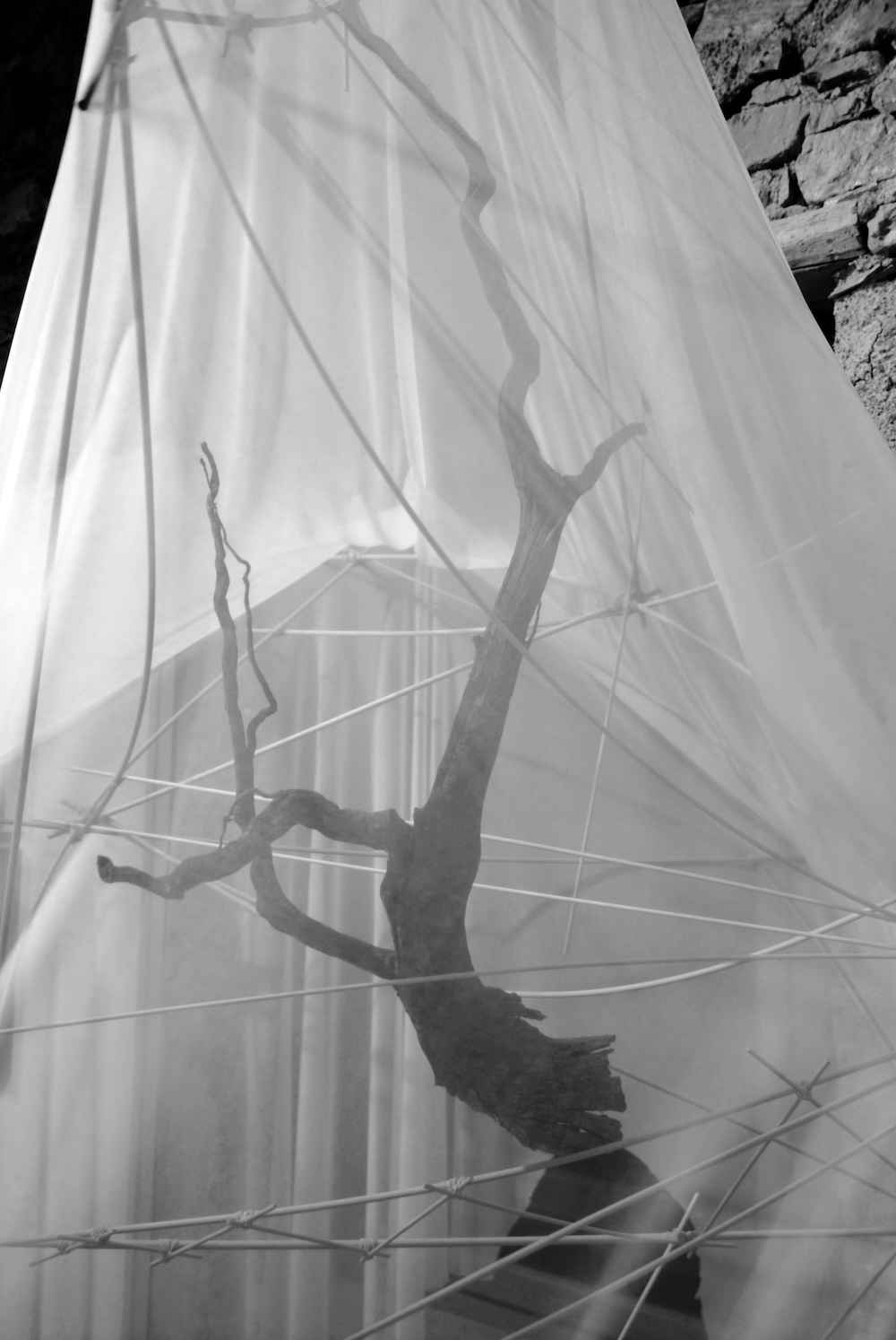 Roots